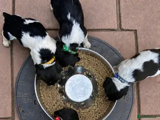 English Springer Spaniel dogs READY from 17th July KC ESS heavily coloured pups - Advert 4
