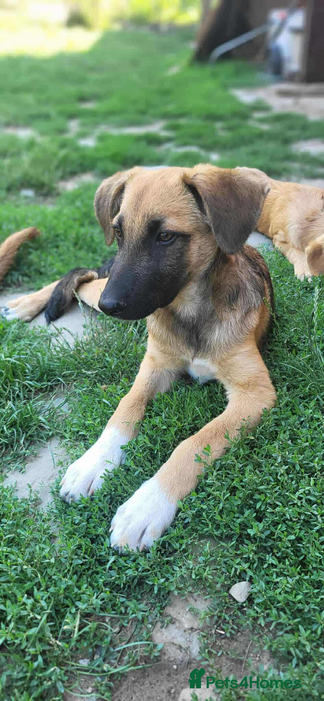 Mixed Breed dogs for adoption: CADBURY 5 months M playful/loves dogs, kids, cats! - Image 9