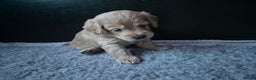 Labradoodle dogs for sale: Stunningly adorable f2b labradoodles! - Advert 20