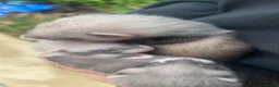 Ferret rodents for sale: Sable Ferrets - Advert 3