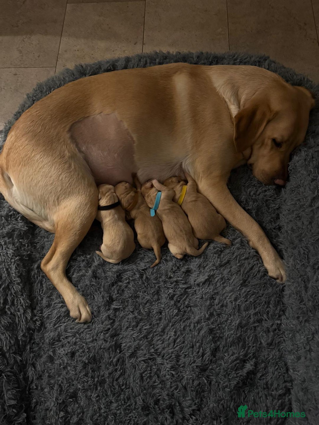 Labrador Retriever dogs for sale: Golden/Red Labrador Puppies - Due Dec 2025 - Advert 1