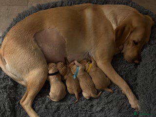 Labrador Retriever dogs Golden/Red Labrador Puppies - Due Dec 2025 - Advert 11