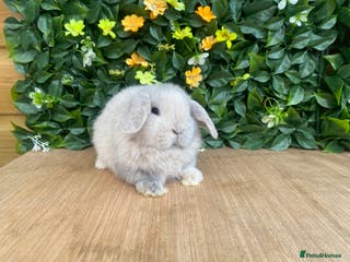 Mini Lop rabbits Mini lops ( Est since 2014 ) ready 31/1 & 14/2 - Advert 5
