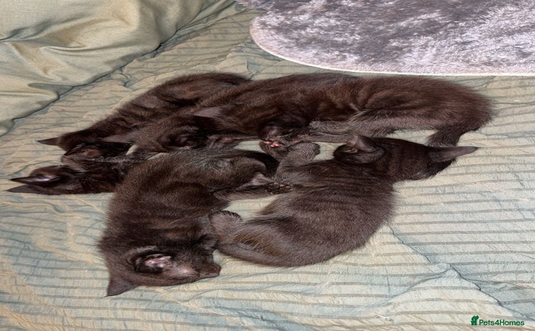 Bengal cats - Advert 1