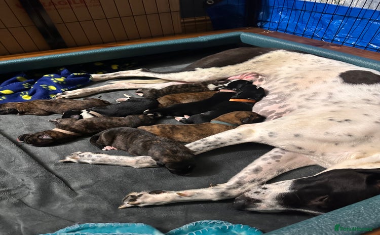 Mixed Breed dogs - Advert 2