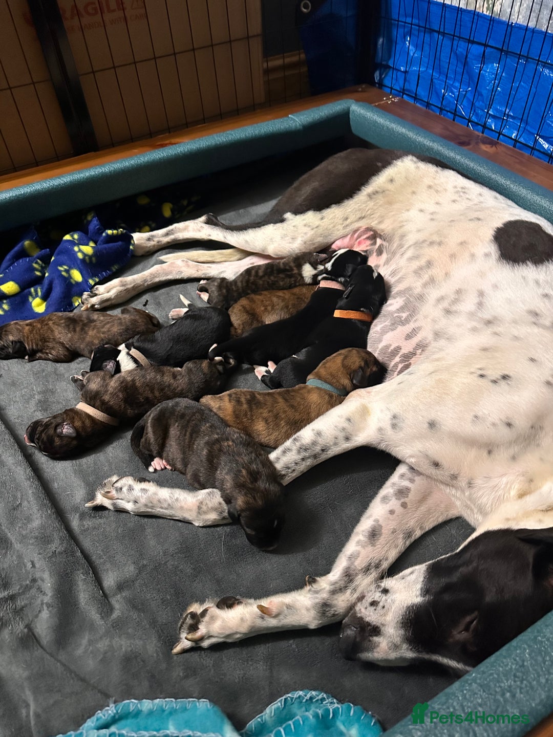 Mixed Breed dogs for sale: 8 beautiful pups for sale - Image 1