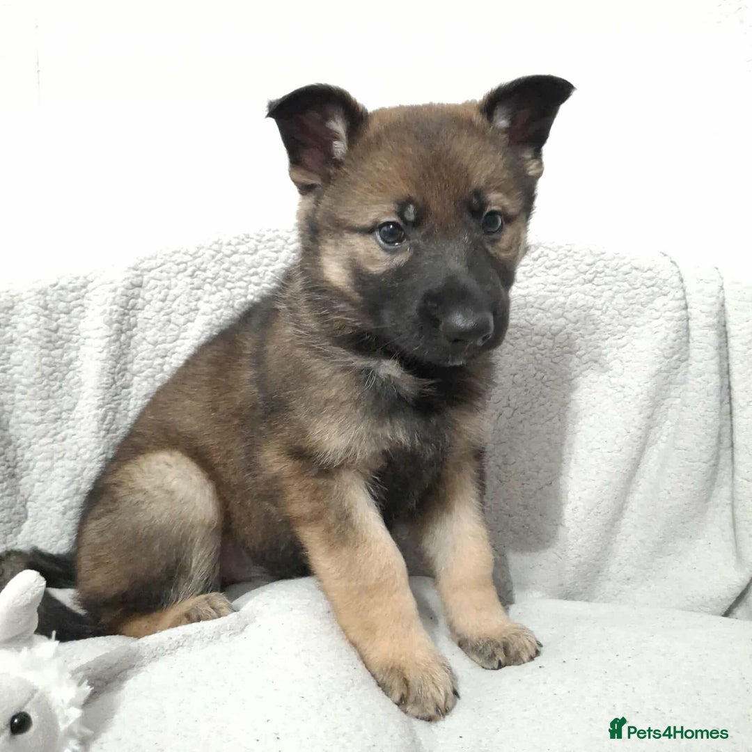 German Shepherd dogs for sale: BEAUTIFUL SABLE GERMAN SHEPHERD PUPS - Image 7