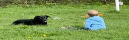 Sheprador dogs for sale: Oreo 3 years  in Nottingham - Advert 20