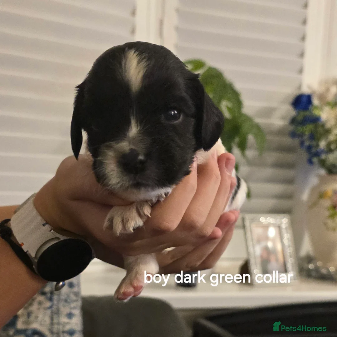 Sprocker dogs for sale: Sprocker spaniel pups - Advert 5