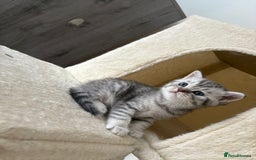 British Shorthair cats for sale: Golden british short hair kittens - Image 7