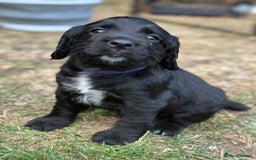 Cocker Spaniel dogs for sale: Cocker Spaniel Puppies looking for the best homes - Image 25