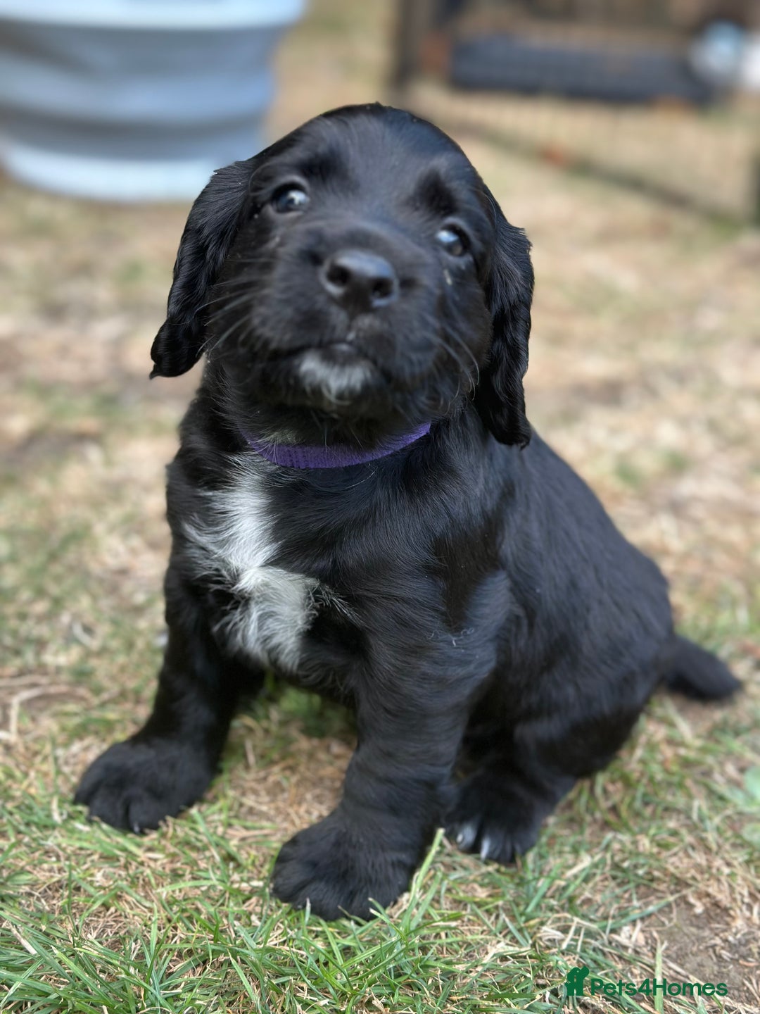Cocker Spaniel dogs for sale: Cocker Spaniel Puppies looking for the best homes - Image 25
