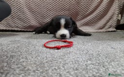 Mixed Breed dogs for sale: Belgian malinois x German shepherd puppies - Image 3