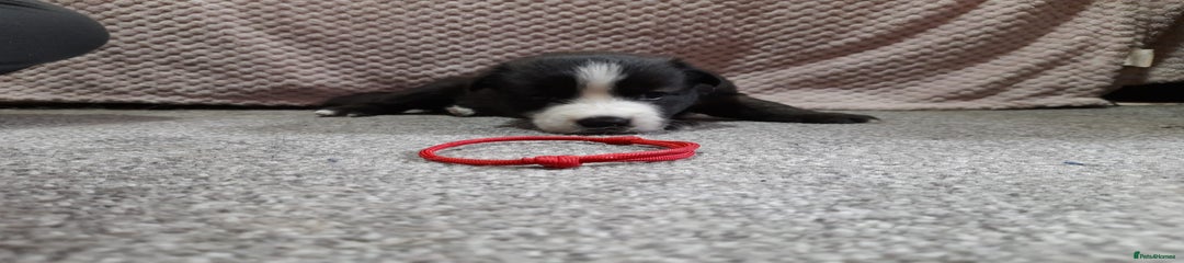 Red collar