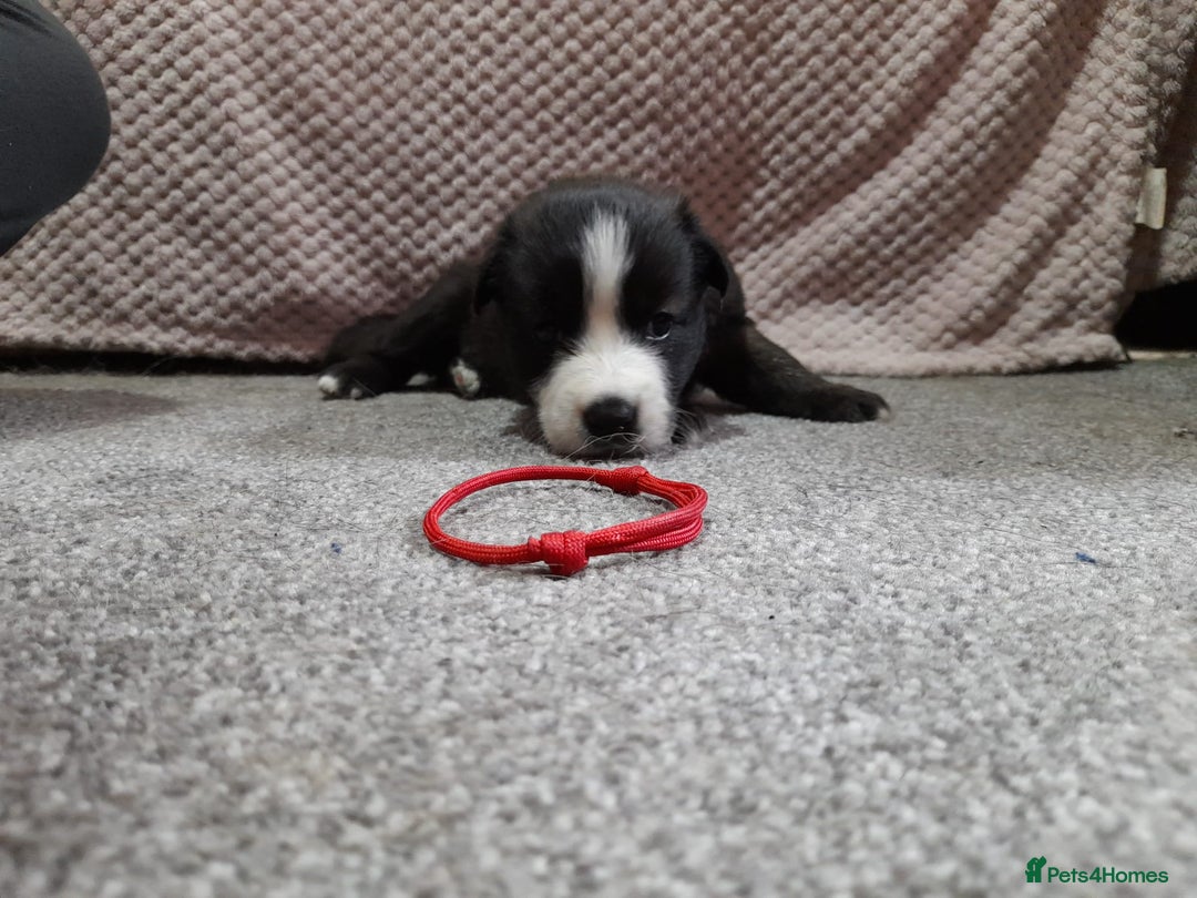 Mixed Breed dogs for sale: Belgian malinois x German shepherd puppies - Image 3