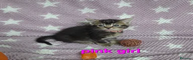  5 Pink girl 