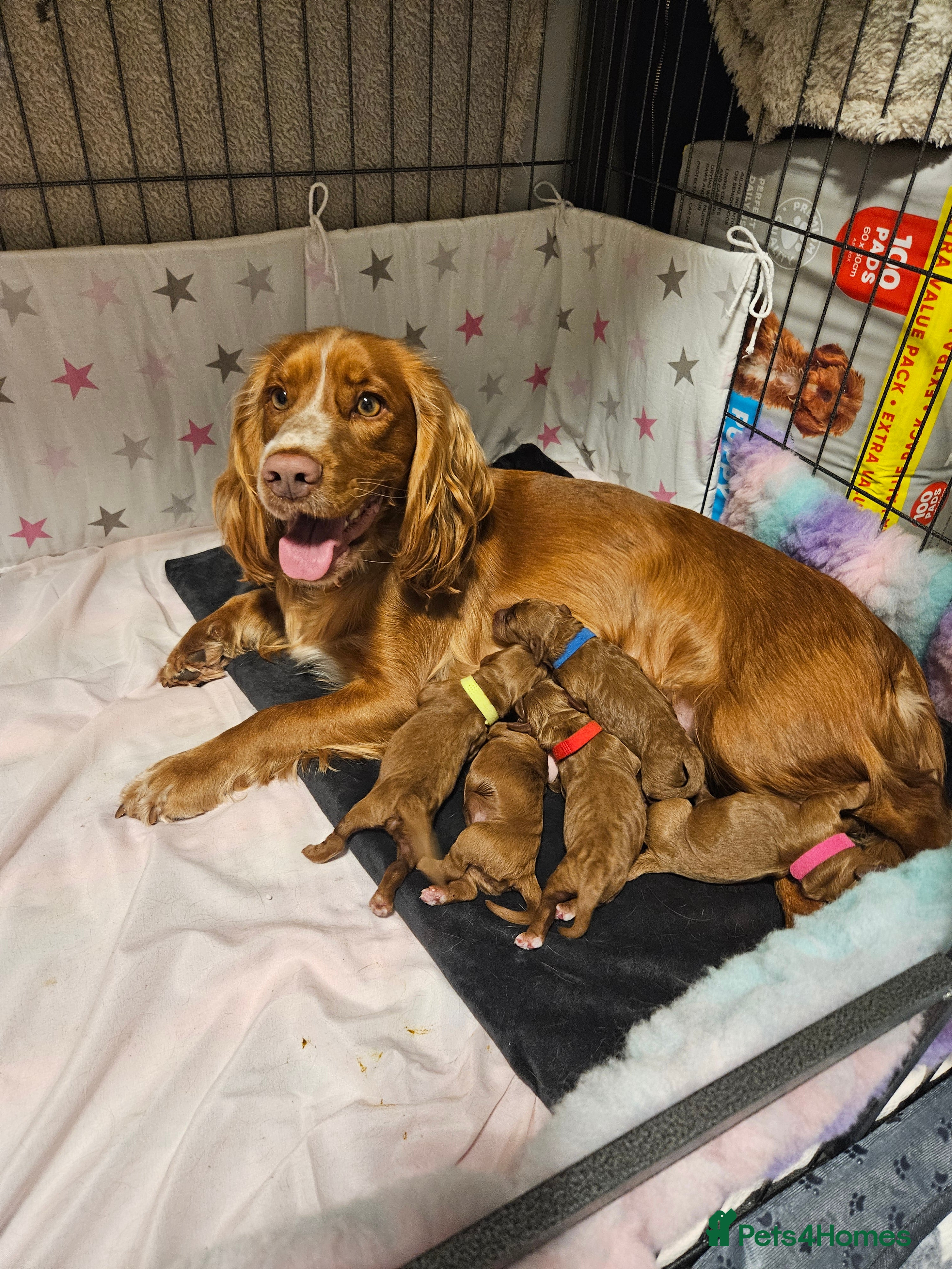 Cockapoo dogs F1 COCKAPOOS LAST STUNNING BOY MR GREEN 💚  - Advert 2