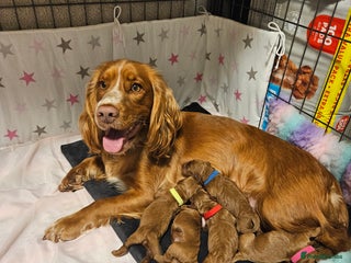 Cockapoo dogs F1 RED AND WHITE MARKINGS HEALTH TESTED COCKAPOO - Advert 15