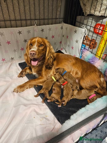 Cockapoo dogs - Advert 6