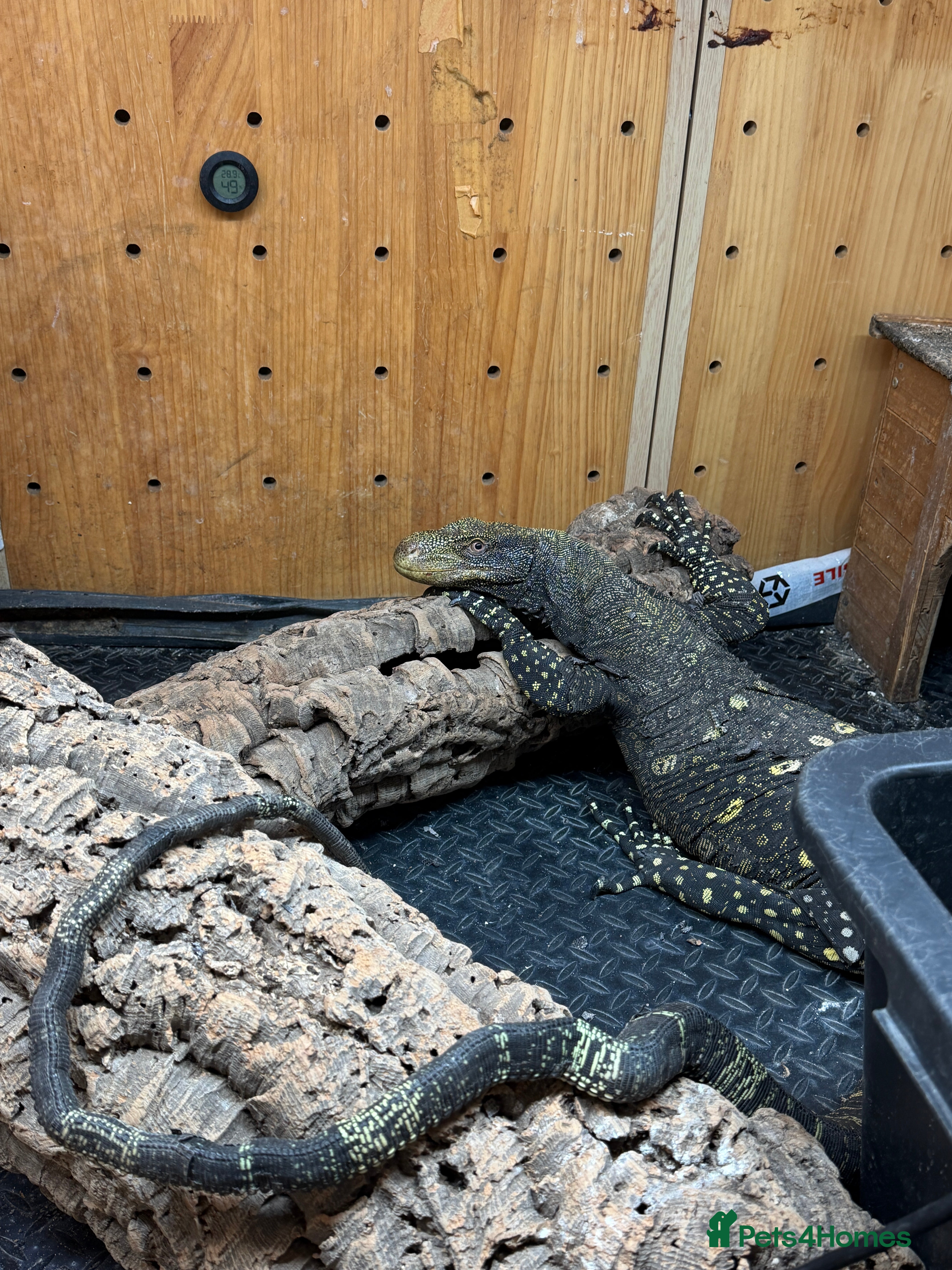 Monitor reptiles crocodile monitor for sale serious buyer only - Advert 1