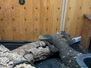 Monitor reptiles crocodile monitor for sale serious buyer only - Advert 1