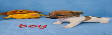 Jack Russell Puppy 4