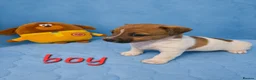 Jack Russell dogs for sale: Cutie pie Jack Russell puppies  - Advert 3