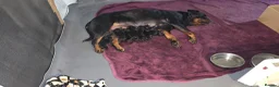 Rottweiler dogs for sale: Rottweiler puppies for sale cash only  - Advert 5