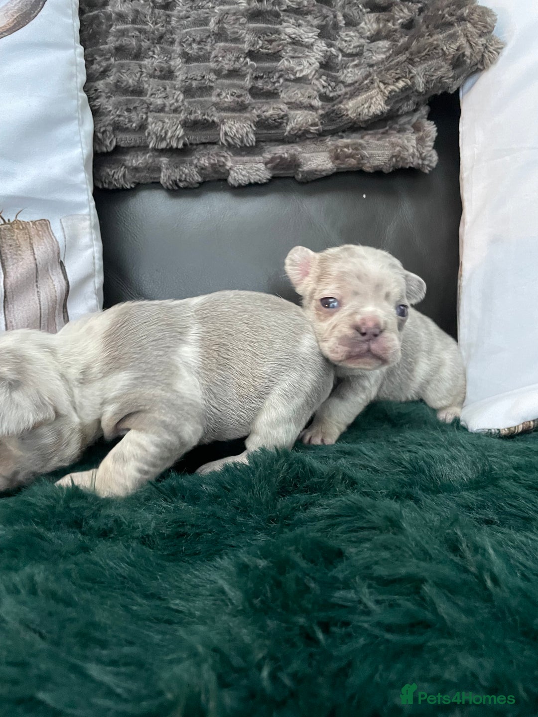 French Bulldog dogs for sale: Beautiful Merle French bulldogs  - Advert 15