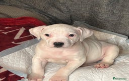 American Bulldog dogs for sale: American Bulldog - Image 20