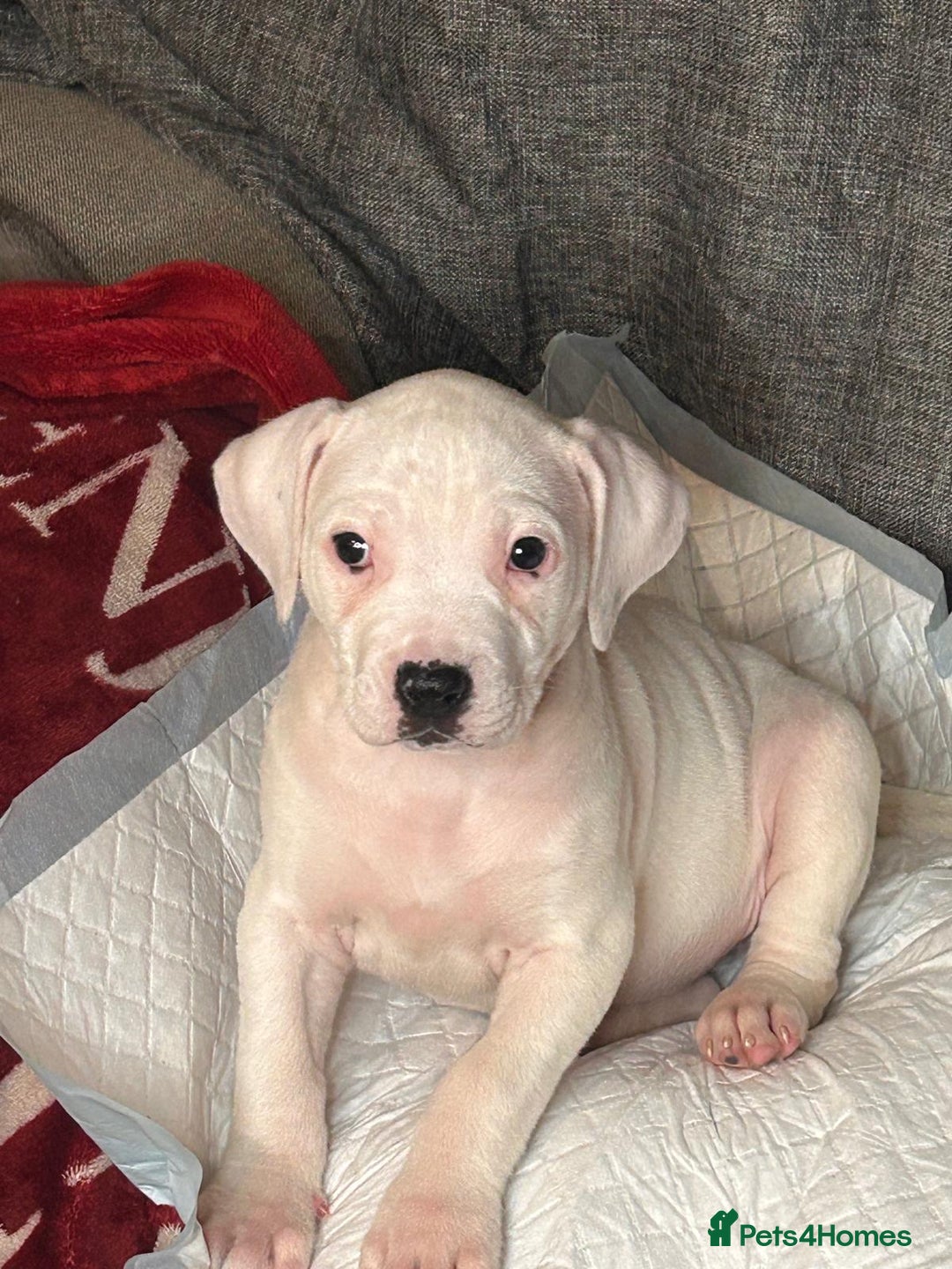 American Bulldog dogs for sale: American Bulldog - Image 20