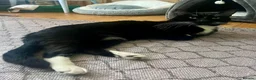 Domestic Shorthair cats for adoption: Ronnie, gentle 2 year old male - Advert 5