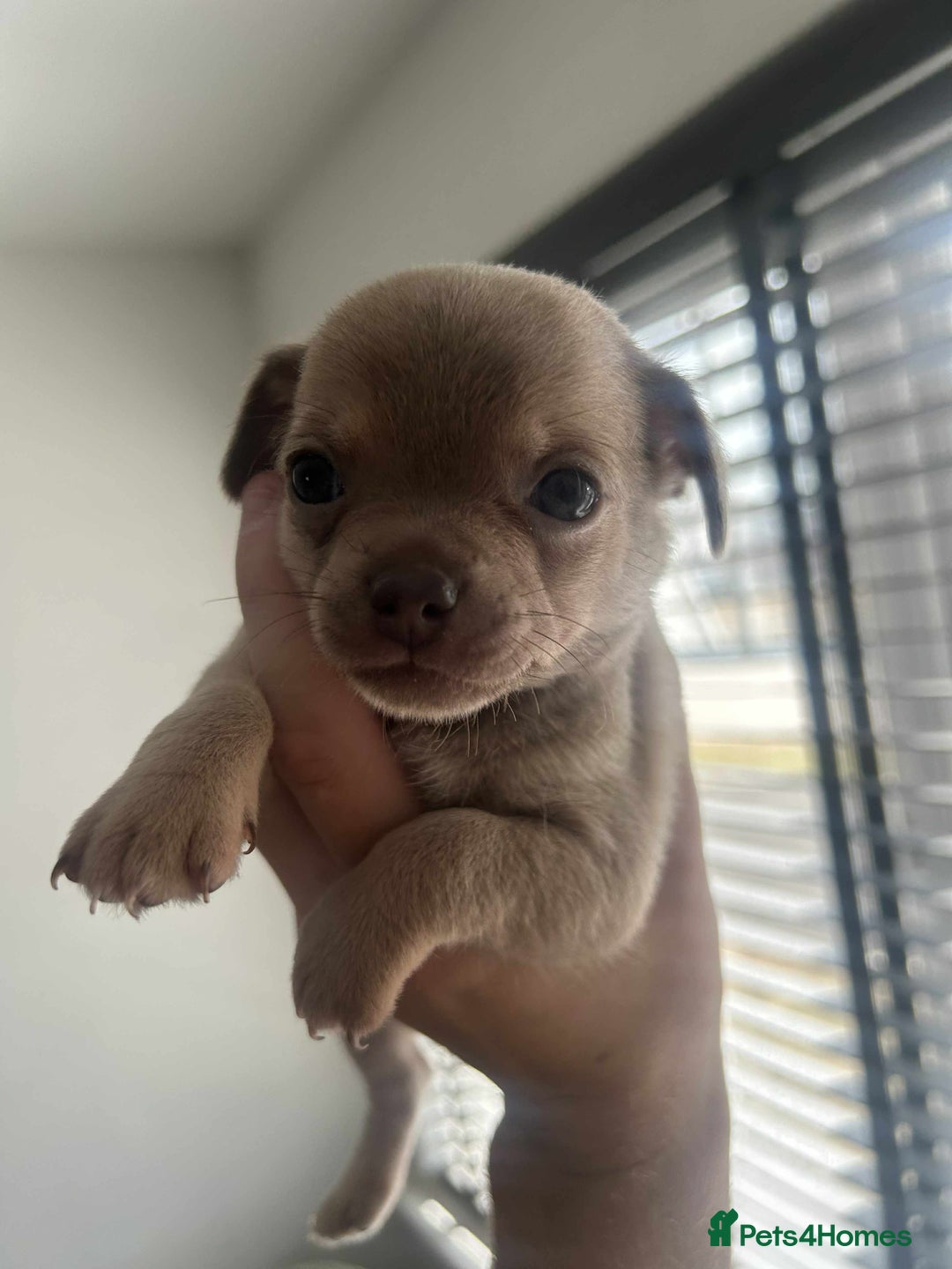 Chihuahua dogs for sale: Beautiful chihuahua pups - Image 16