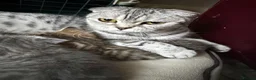 Scottish Fold cats for sale: Stunning British Shorthair/Scottish Fold Kittens🐾 in London - Advert 19