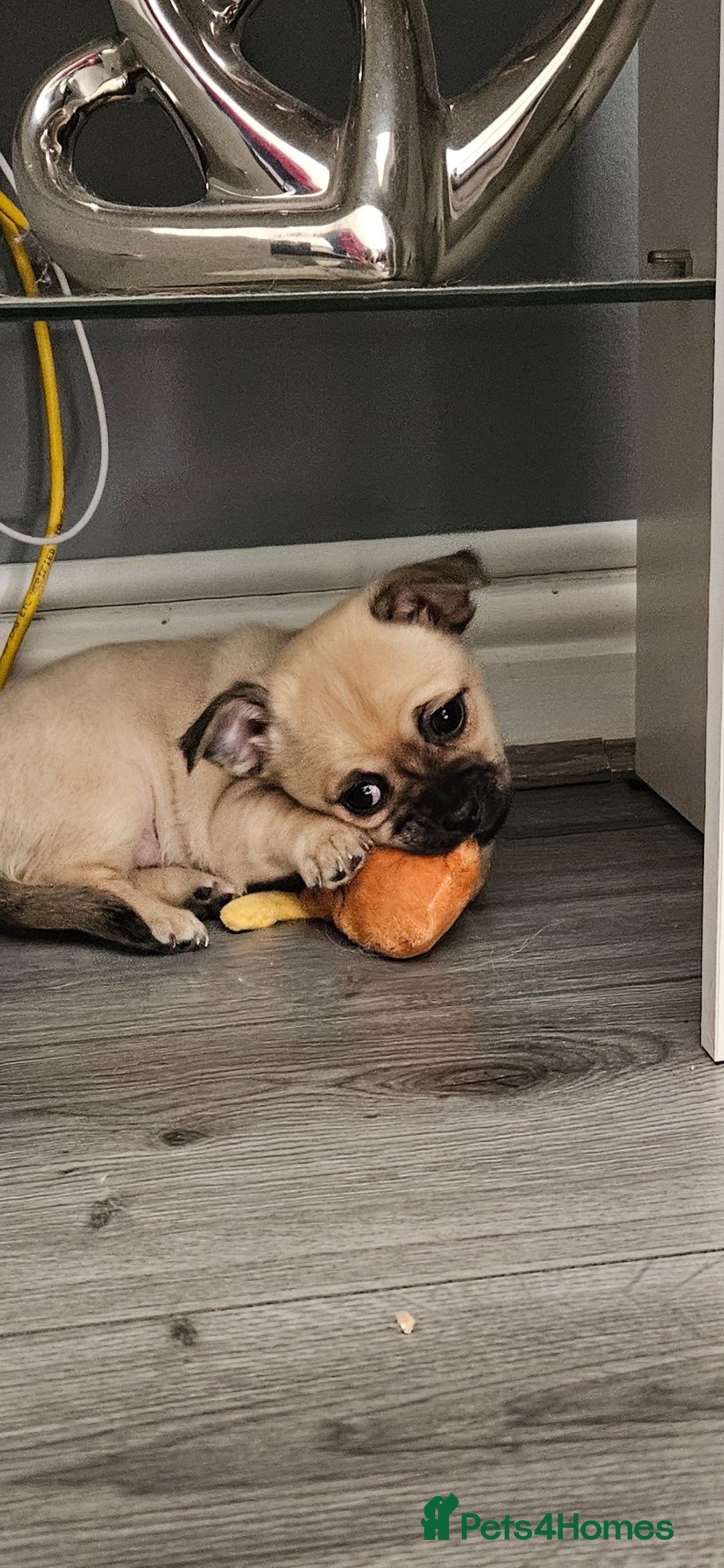 Chihuahua dogs for sale: Chihuahua puppies looking for their Forever Homes  - Image 9