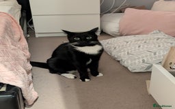 British Shorthair cats for sale: 2 year old black and white cat - Image 3