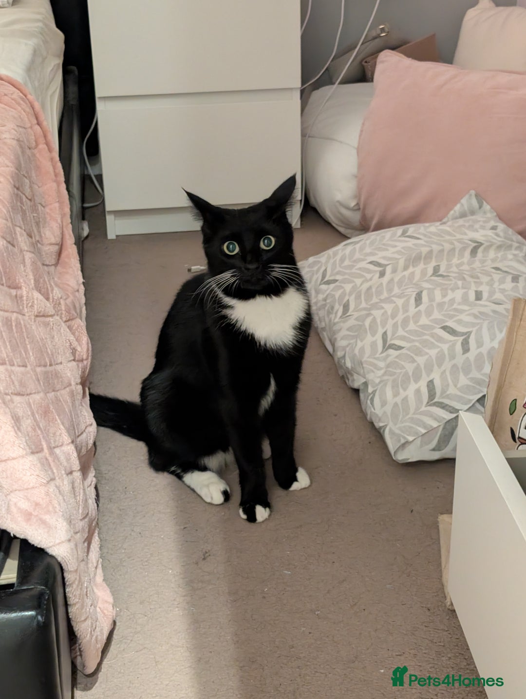 British Shorthair cats for sale: 2 year old black and white cat - Image 3