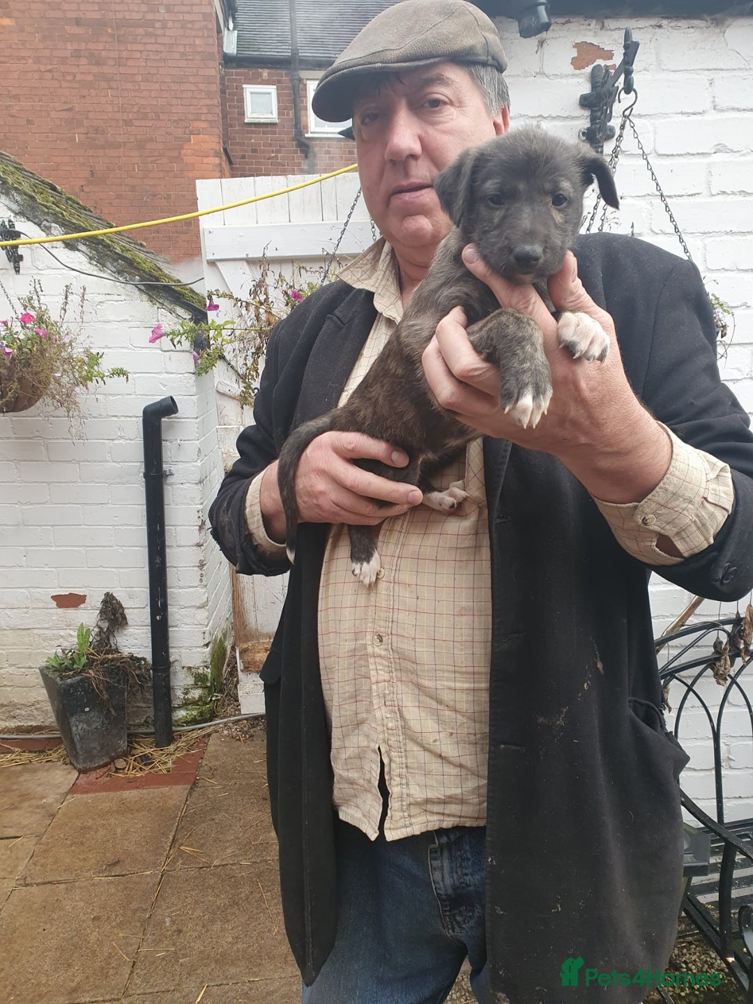 Mixed Breed dogs for sale: English Deerhound Puppies - Image 2
