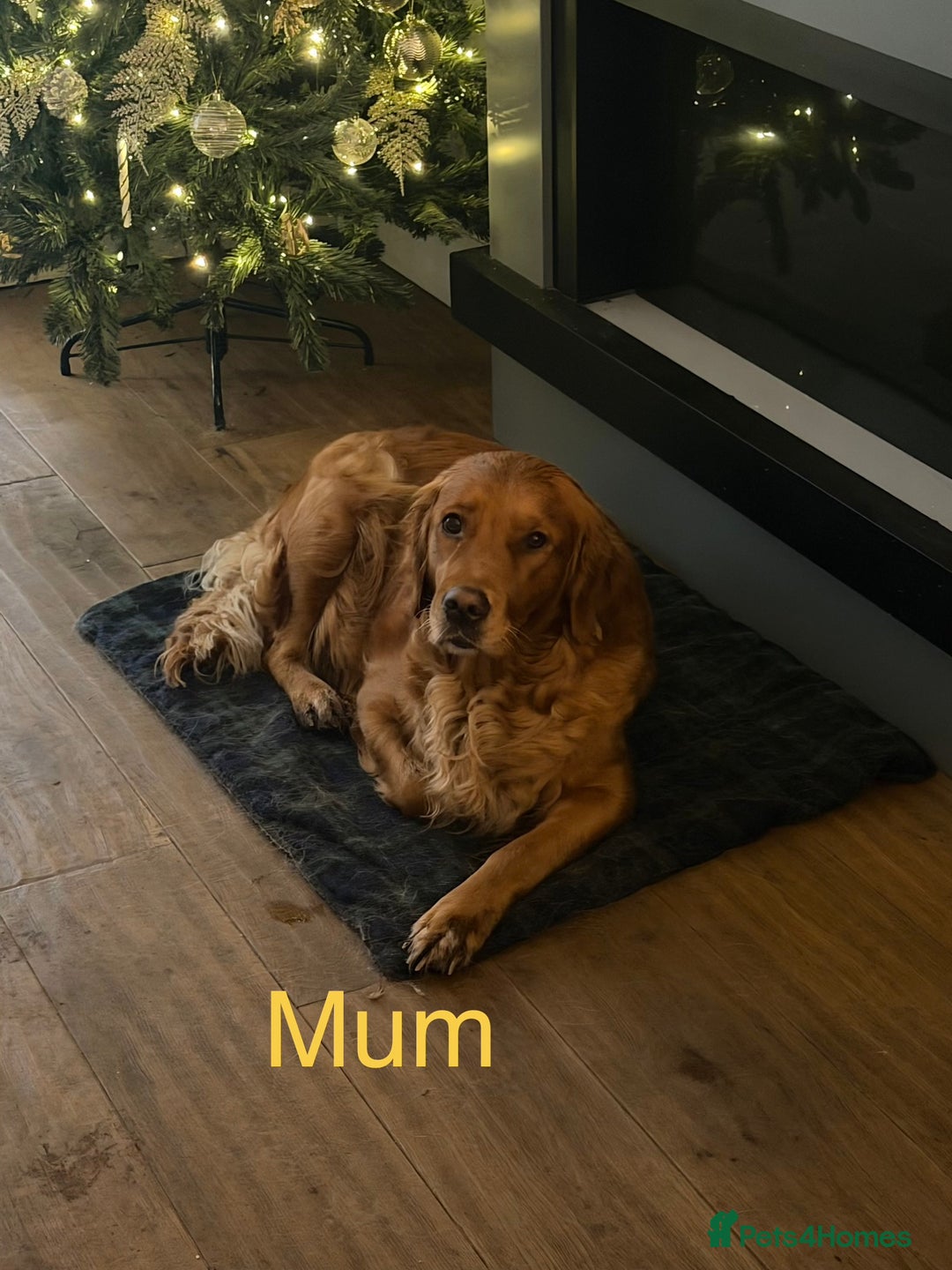 Golden Retriever dogs for sale: Beautifully Coloured Golden Retriever Puppies - Advert 1