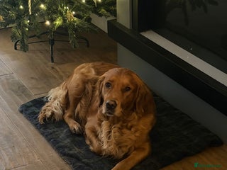 Golden Retriever dogs Beautifully Coloured Golden Retriever Puppies - Advert 2