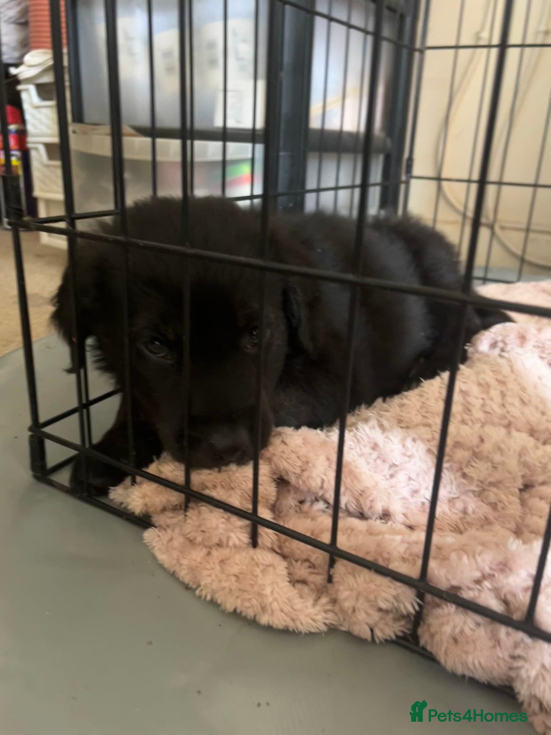 Mixed Breed dogs for sale: German Shepherd/Golden Retriever/Staffy - Image 6