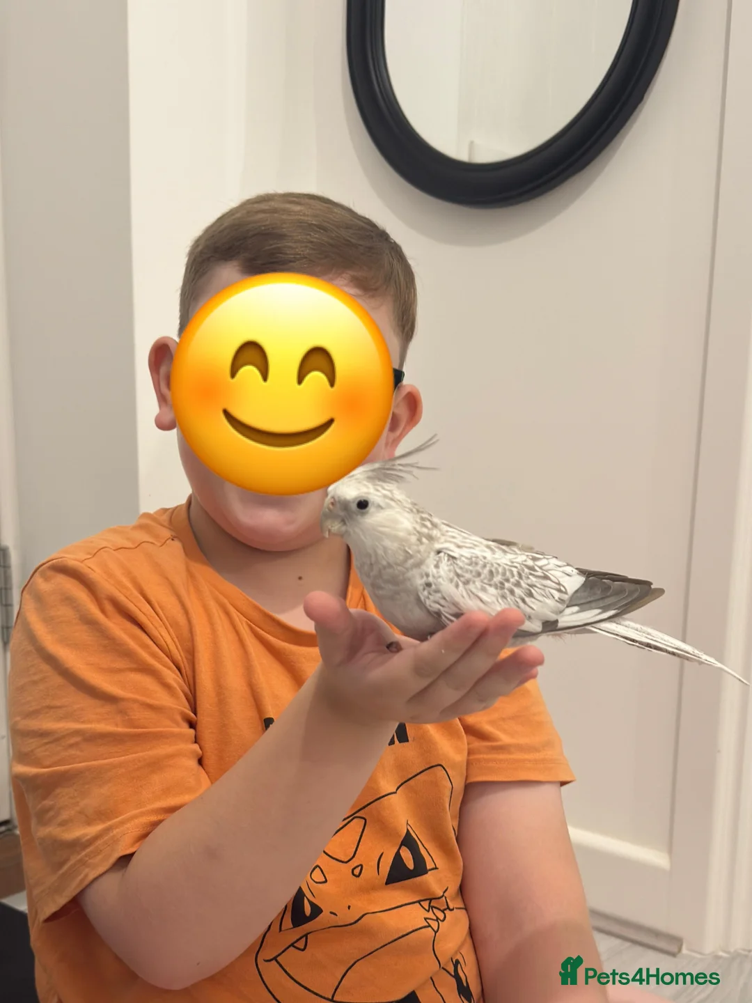 Cockatiels birds for sale: Two hand reared cockatiels in Colchester - Advert 2