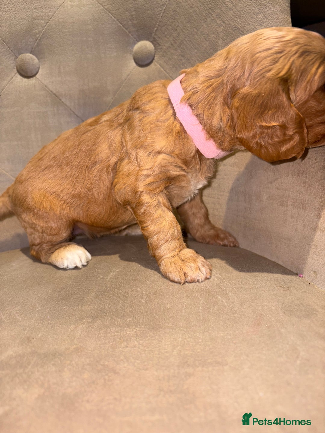 Cockapoo dogs for sale: Beautiful litter of 10 Cockapoo pups  - Advert 6