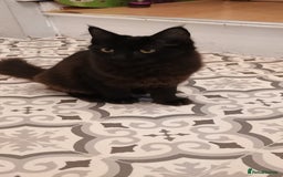 Maine Coon cats for sale: Maine coons  - Image 6