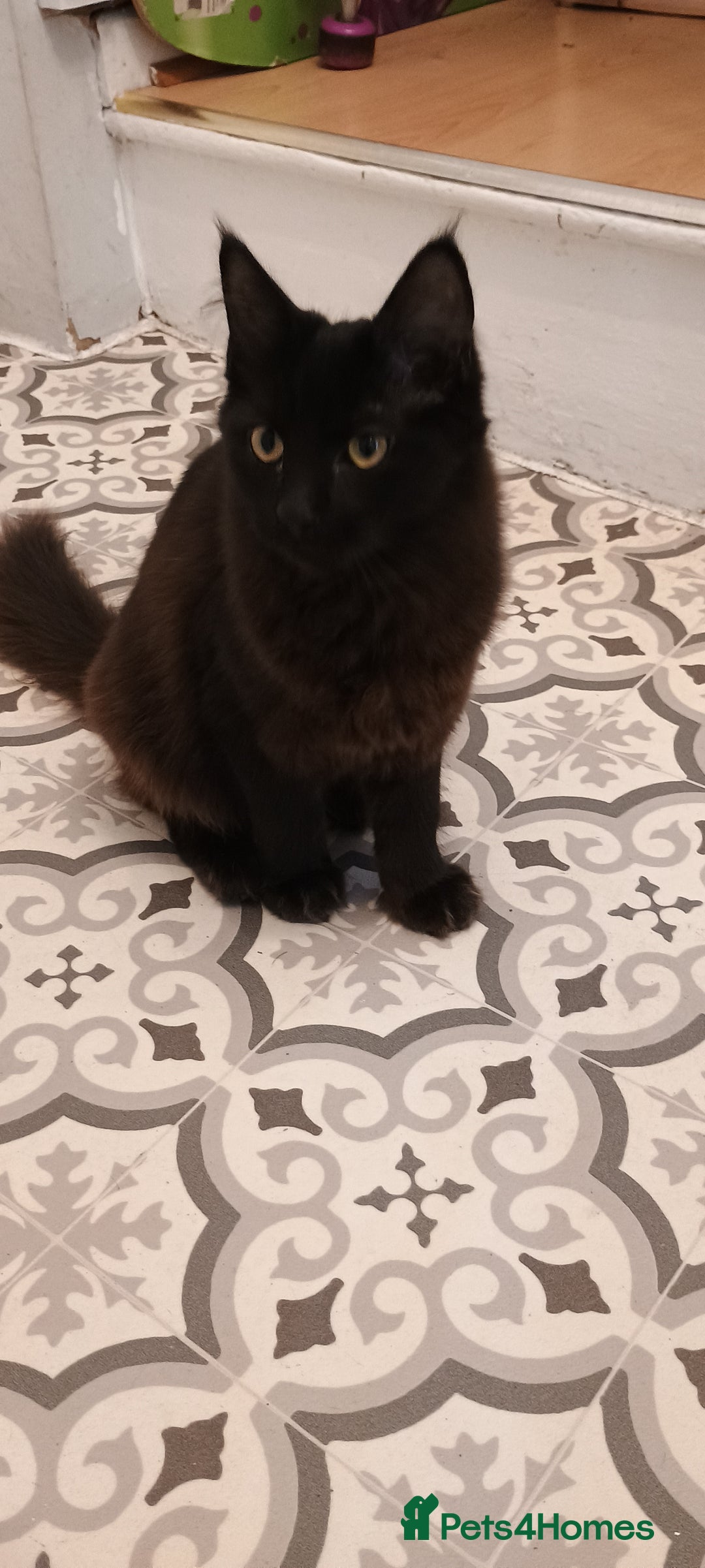 Maine Coon cats for sale: Maine coons  - Image 6