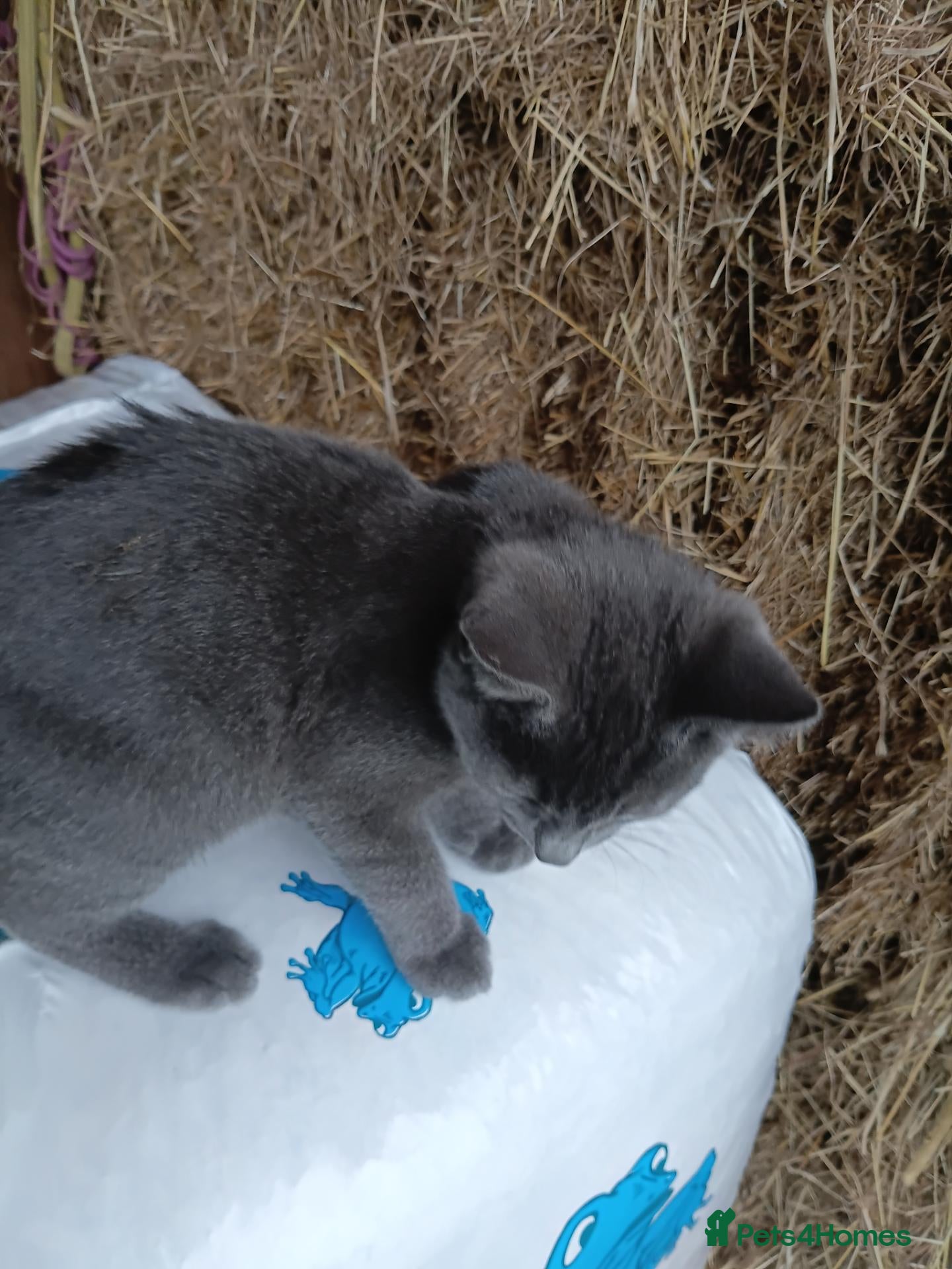 Mixed Breed cats Ragdoll/Bengal x moggy - Advert 13