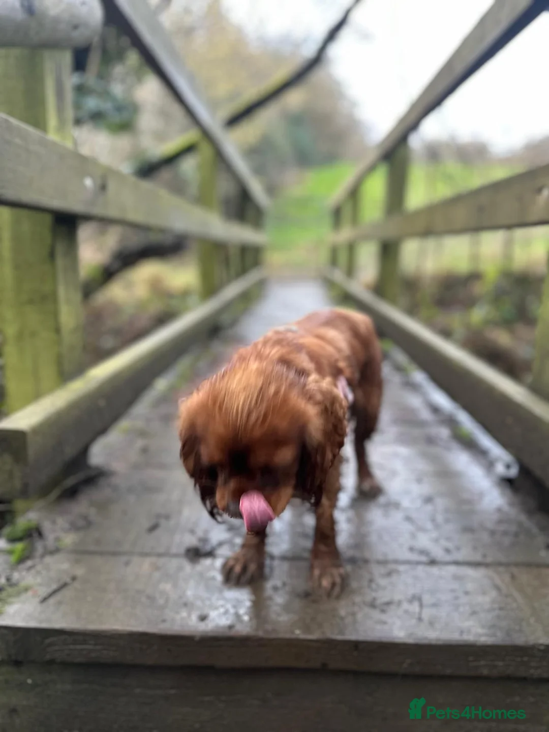 Cavalier King Charles Spaniel dogs for sale: Meet LILO - Cavalier King Charles Spaniel  - Advert 2