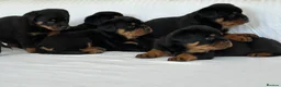 Rottweiler dogs for sale: Show Quality RKC Rottweiler Puppies in Manchester - Advert 5