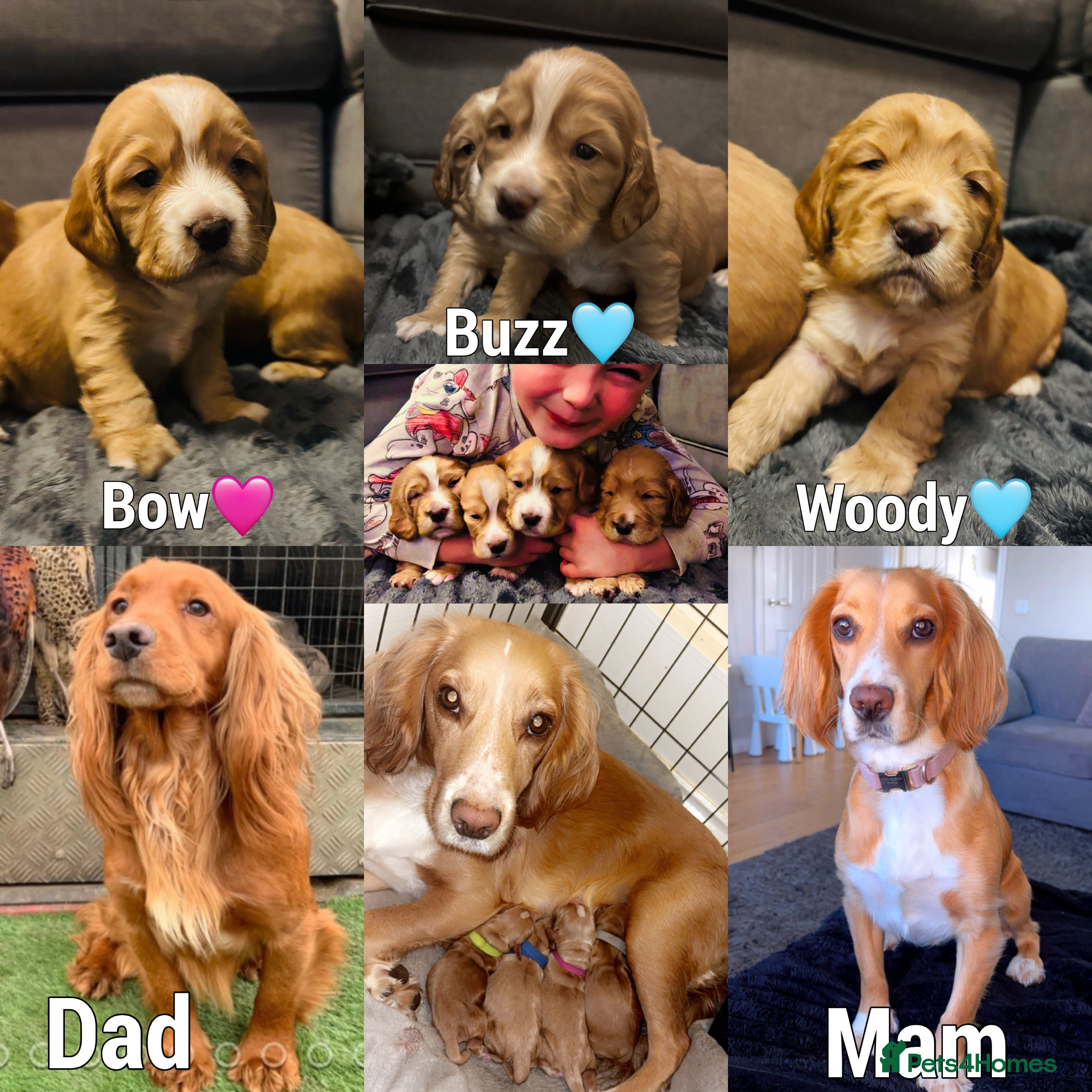 Cocker Spaniel dogs Cocker spaniel puppies for sale  - Advert 2