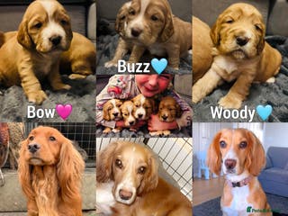 Cocker Spaniel dogs Cocker spaniel puppies for sale - Advert 1